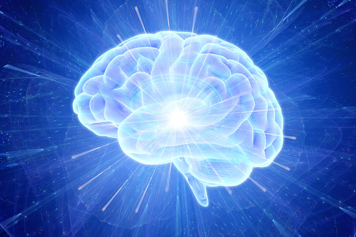 brain image brain image