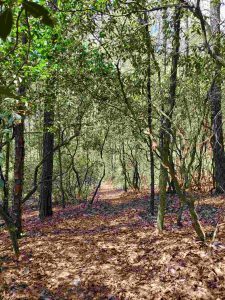 Wood-Path-2-225x300 Wood-Path-2-225x300